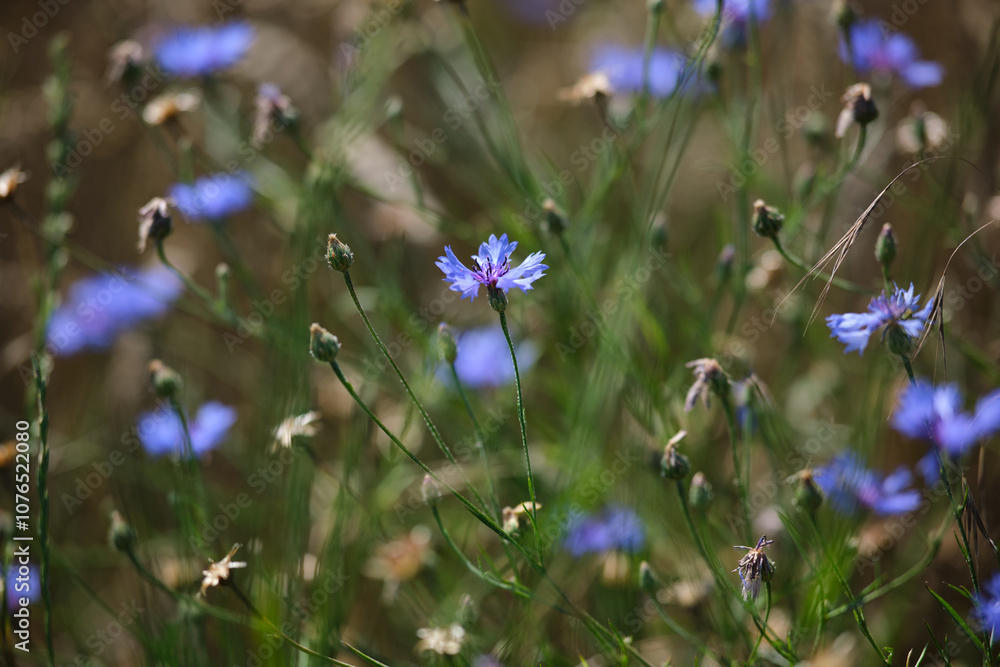 A lot of blue flowers as a background. Wild blue flowers and grass closeup.