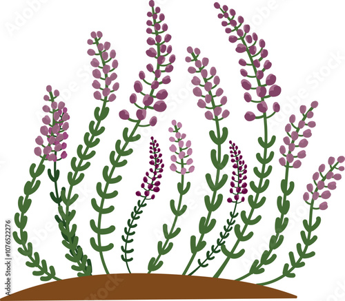 cartoon vector illustration of violet heather isolated on white background