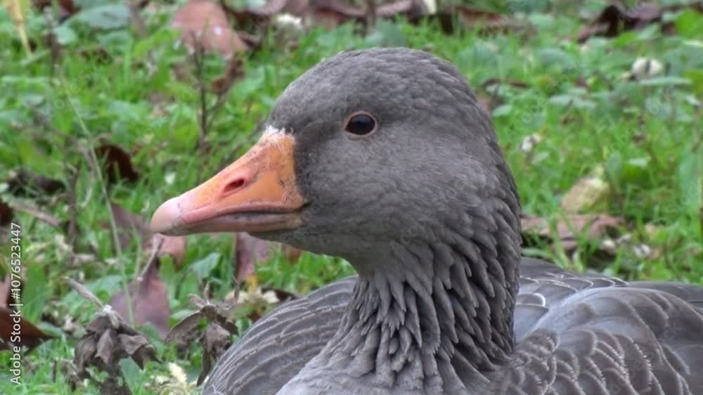 Closeup of a Greylag Goose, Anser anser. This species, native to the UK and Europe, is the ancestor of most domestic geese. Winter. UK Closeup of a Greylag Goose, Anser anser. This species, native to the UK and Europe, is the ancestor of most domestic geese. Winter. UK