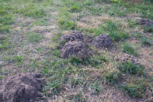 Soil of a molehill in the garden. Molehill and lawn.