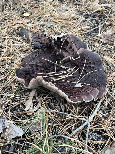 Mushrooms in an autumn wood. 
Fly agaric, porcini mushroom, chanterelle mushrooms, wild, nature