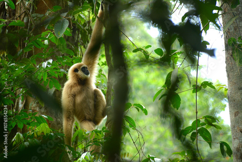 Photography White-Headed Gibbon Playing on Liana Vines in Khao Yai National Park, Thailand