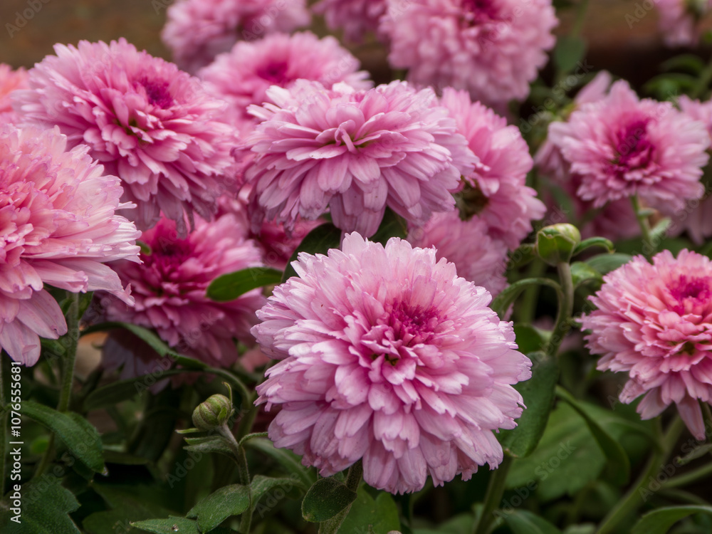 Close-Up of Vibrant Pink Chrysanthemums in Full Bloom Close-Up of Vibrant Pink Chrysanthemums in Full Bloom