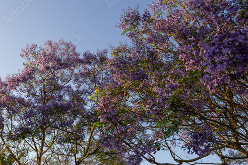 Blooming purple jacaranda flowers on blue sky. photo