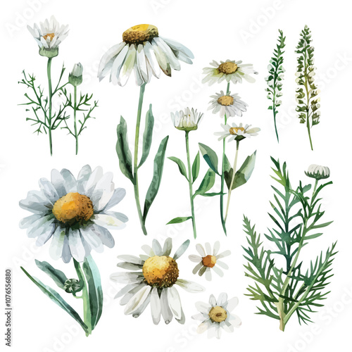 Daisy flower watercolor clipart Chamomile illustration, Daisy flower watercolor clipart. Chamomile illustration isolated on white. wild chamomile set, wild daisy set, watercolor style