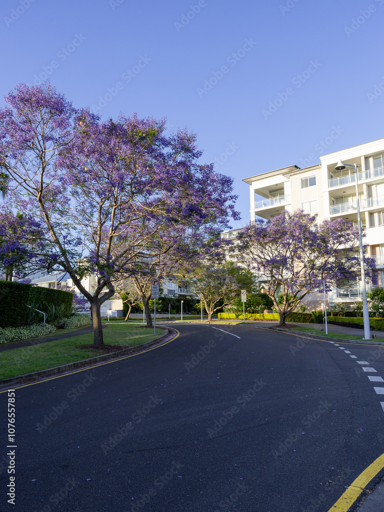 Empty street with few jacaranda trees. Empty street with few jacaranda trees.