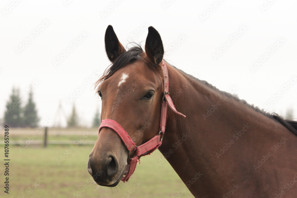 Obraz premium Portrait of a brown horse, pet in the field, grazing in pasture