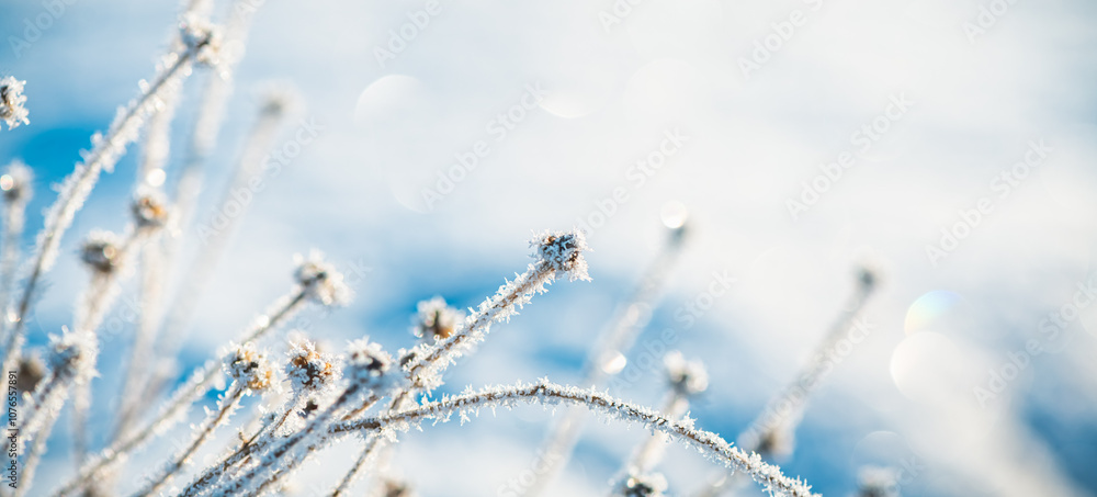 frost on grass, plants in winter early in the morning, natural winter phenomenon, natural winter background frost on grass, plants in winter early in the morning, natural winter phenomenon, natural winter background