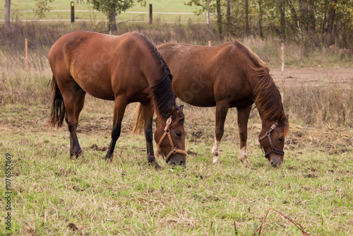 A horse is grazing in a meadow, equine animal on ranch pasture, rural livestock in countryside.