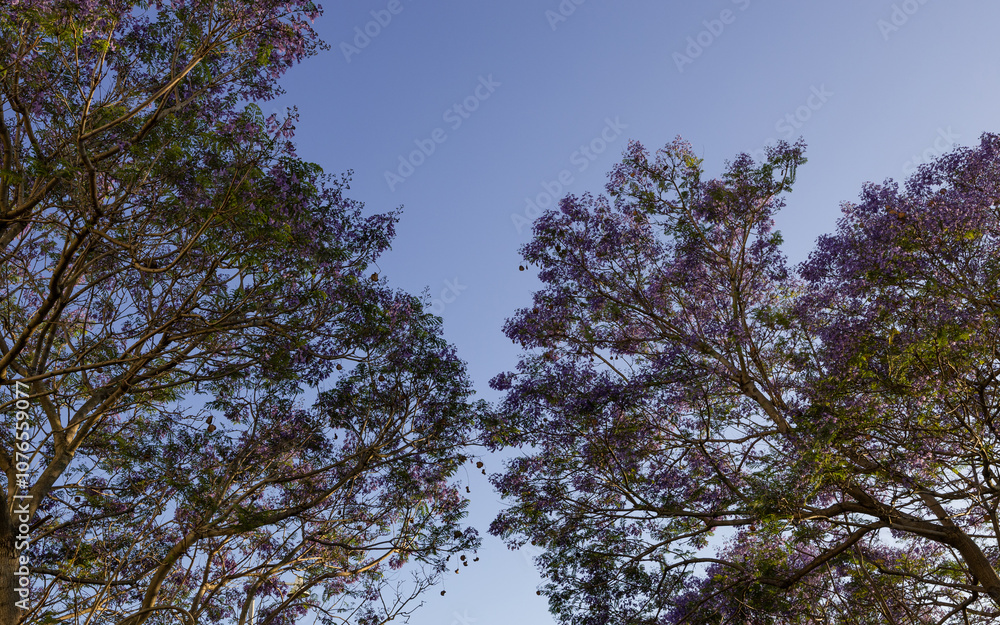 Fototapeta premium Purple jacaranda view with blue sky.