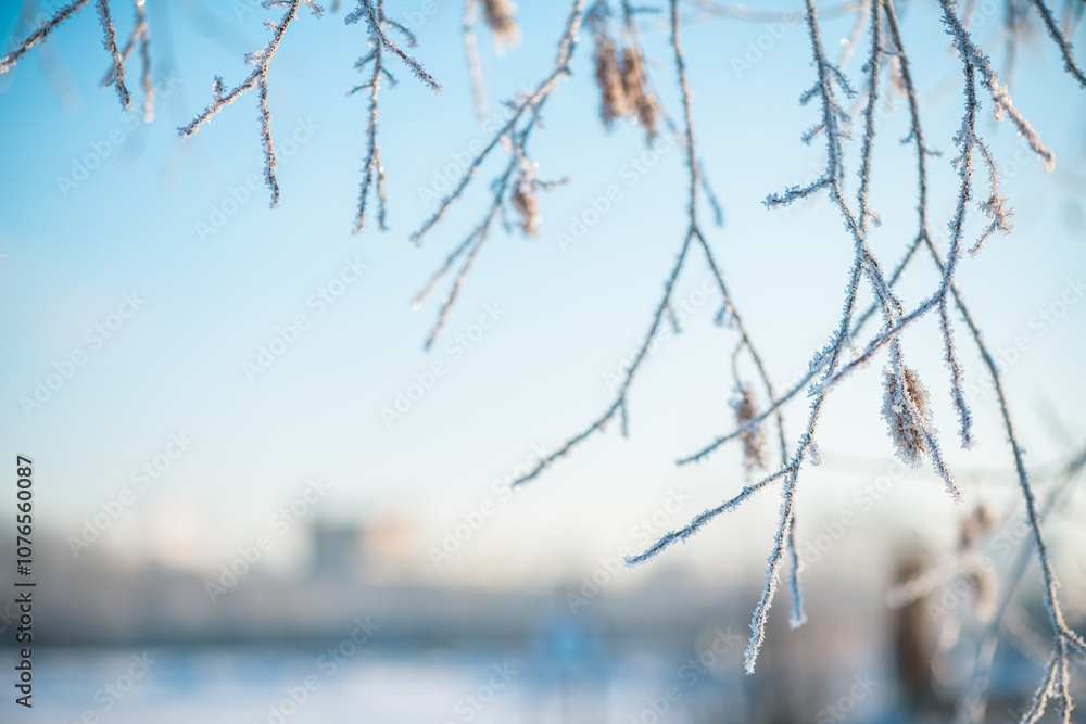 Fototapeta premium tree branches covered with frost in winter early in the morning, natural winter phenomenon, natural winter background