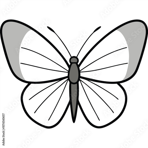 Gray Hairstreak butterfly vector illustrations on a white background.