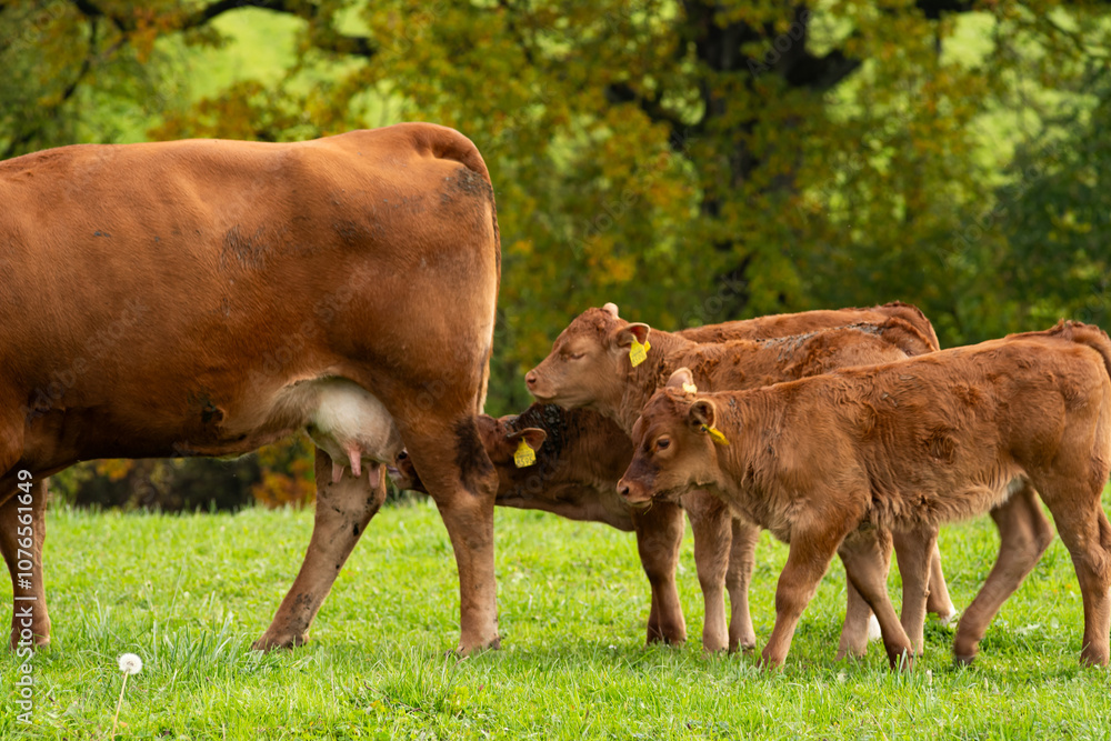 Brown, Limousine breed cows and young calves grazing in a field in Europe. Calve feeding on udder, no people