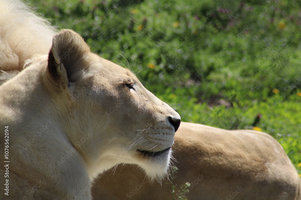 White lion resting in the sunbeam on a warm afternoon in a natural wildlife reserve White lion resting in the sunbeam on a warm afternoon in a natural wildlife reserve