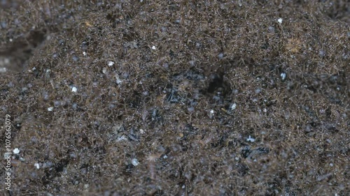 Close-Up View of a Dense Group of Small Black Ants Crawling Over Rough Soil Surface in a Natural Outdoor Environment Captured with High Detail