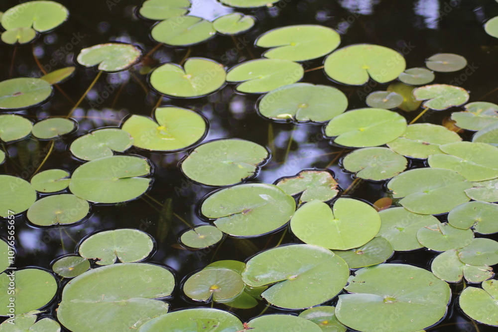 Lush green lily pads floating serenely on a tranquil pond during a sunny afternoon, surrounded by soft reflections Lush green lily pads floating serenely on a tranquil pond during a sunny afternoon, surrounded by soft reflections