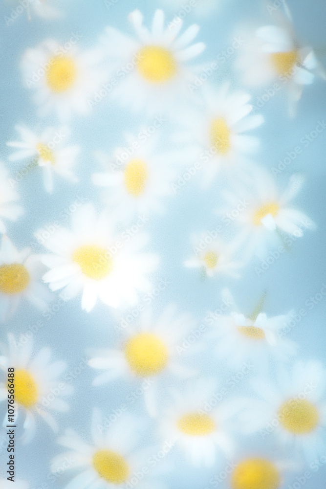 Obraz premium Abstract Floral Natural Background With White Daisies Through Matte Surface, glass, Soft Focus, Delicate Colors