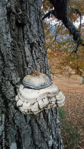 Fomes fomentarius or tinder fungus species of fungal plant pathogen on oak trunk in autumn photo