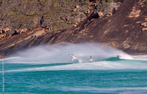 Photography Common bottle-nosed dolphins (tursiops truncatus) surfing in waves near Esperance Western Australia