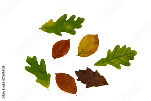 Fototapeta Naklejka Na Ścianę i Meble -  kolorowe jesienne liście na białym tle
