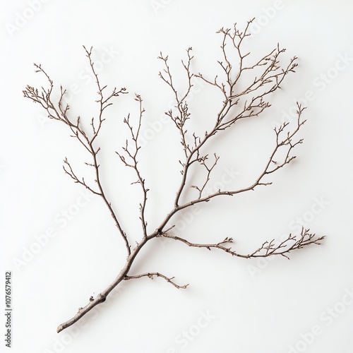 Fragile, weathered tree branch, isolated and centered on a crisp white background