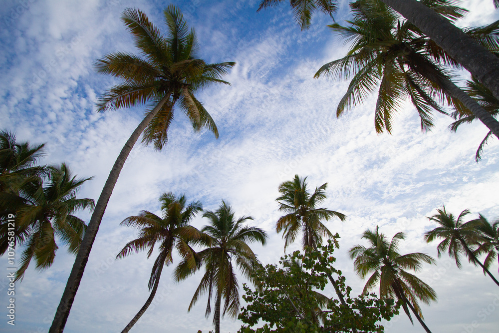 Obraz premium Palm trees cover the sky on the north coast of the Dominican Republic 2012