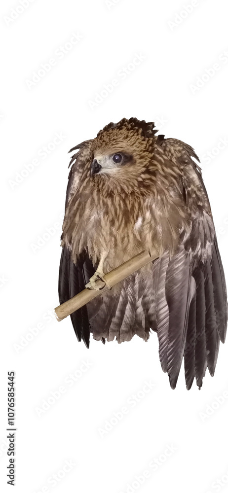Fototapeta premium Closeup of an owl on a stick isolated on a Transparent Background 