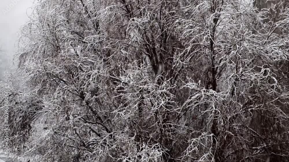 Snow falls gently around a tree with snow-laden branches. Snow falls gently around a tree with snow-laden branches.