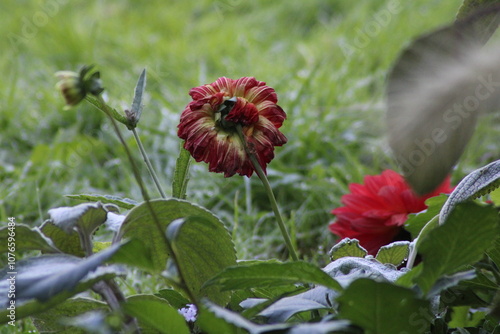 Vibrant red flowers blooming amidst lush green grass in a tranquil garden setting during early morning