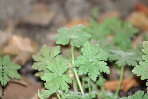 Wallpaper Mural Close-up of vibrant green leaves growing among autumn foliage in a forest setting during daylight hours Torontodigital.ca