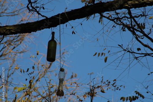 A glass bottle hanging from a tree branch against a clear sky in autumn showcasing nature's unexpected art