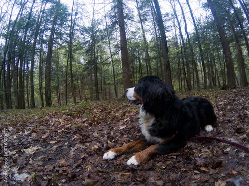 Bernese Mountain Dog laying down and looking away into the woods