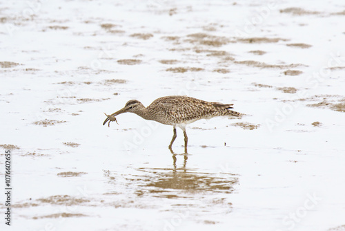 A Whimbrel with a Tasty Treat: A Bird Enjoying its Catch, Lau Fau Shan, Hong Kong photo