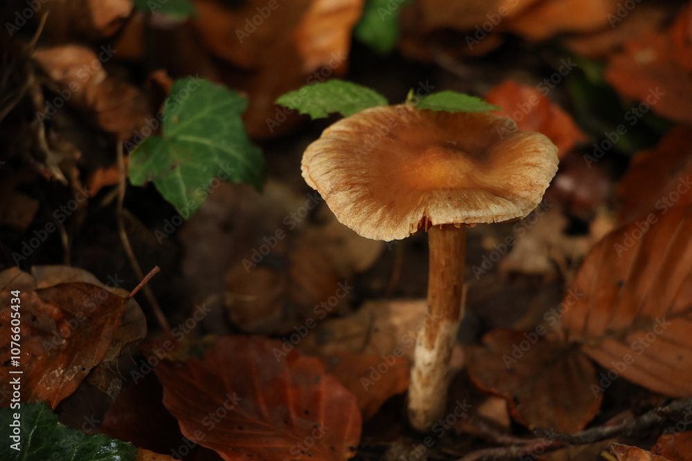 Champignon d'automne Champignon d'automne