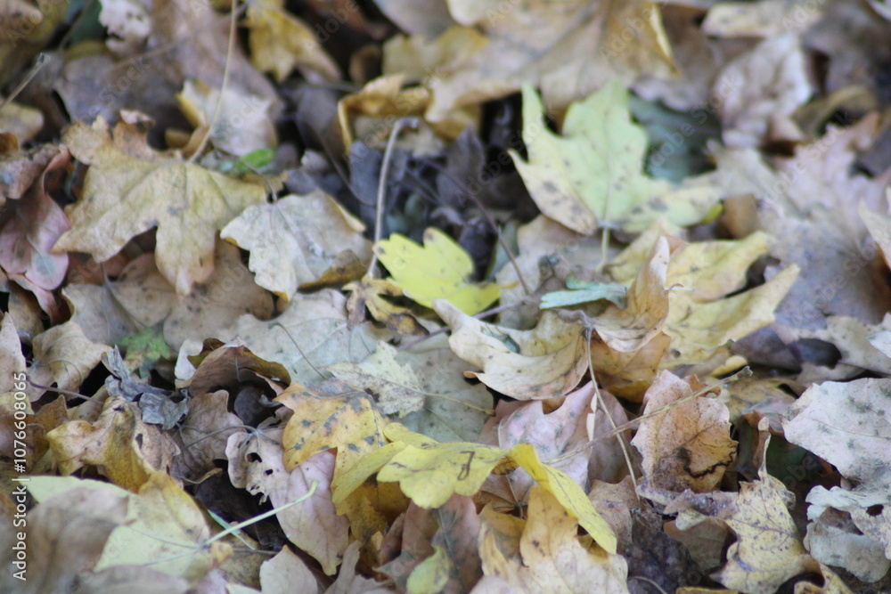 A close-up view of autumn leaves scattered on the forest floor during the fall season in a tranquil woodland setting A close-up view of autumn leaves scattered on the forest floor during the fall season in a tranquil woodland setting