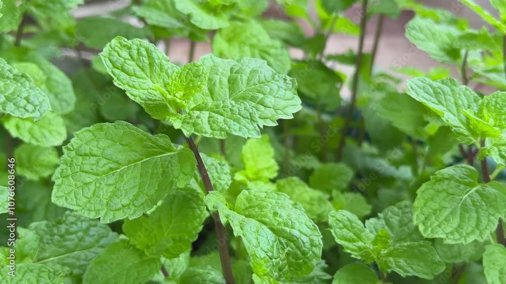 Fresh mint leaves swaying slowly in the wind at kitchen garden also knows as green Peppermint, Kitchen Mint or Marsh Mint leaves Fresh mint leaves swaying slowly in the wind at kitchen garden also knows as green Peppermint, Kitchen Mint or Marsh Mint leaves
