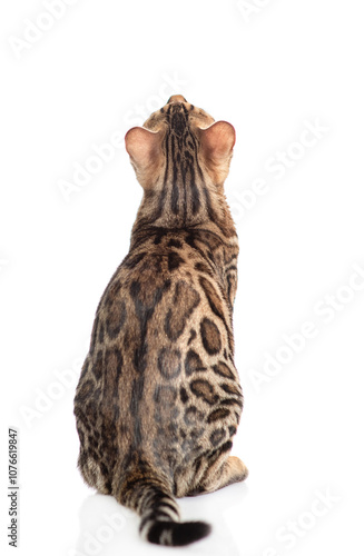 Photography Bengal cat sitting in back view and looking up