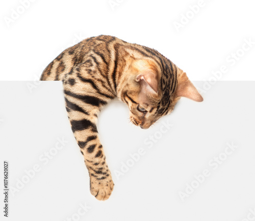 Playful bengal cat looking down above blank white banner. Isolated  on white banner