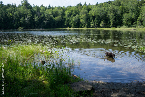 Happy dog playing in a pond out in the woods