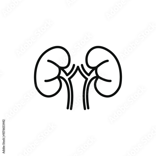 Kidney icon Vector flat thin line illustration