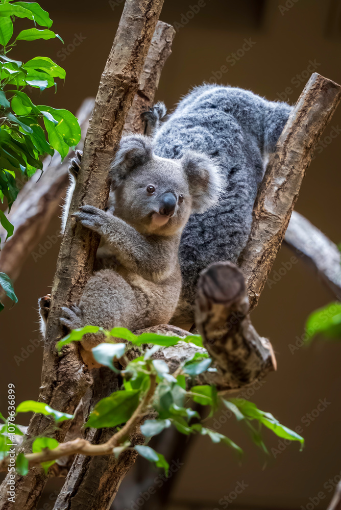 Obraz premium 木の枝に掴まるコアラ