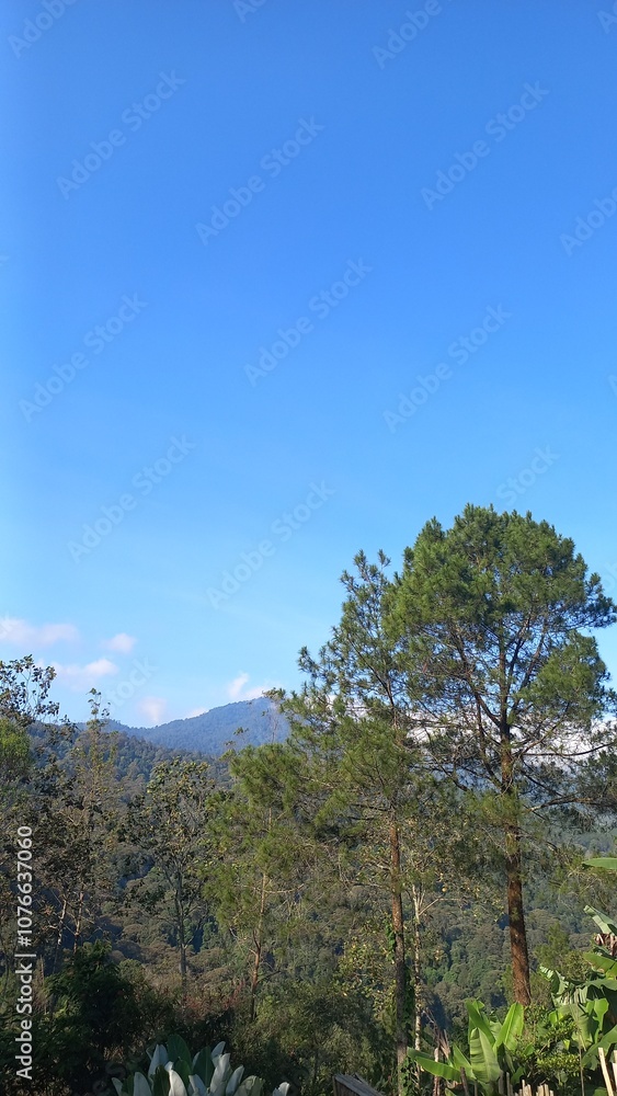 Obraz premium forest in the mountains