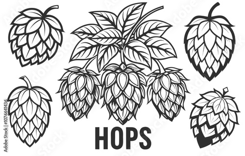 Detailed monochrome vector illustration showcasing a branch with ripe hop cones and several individual cones, perfect for brewery branding, beer labels, or homebrewing designs