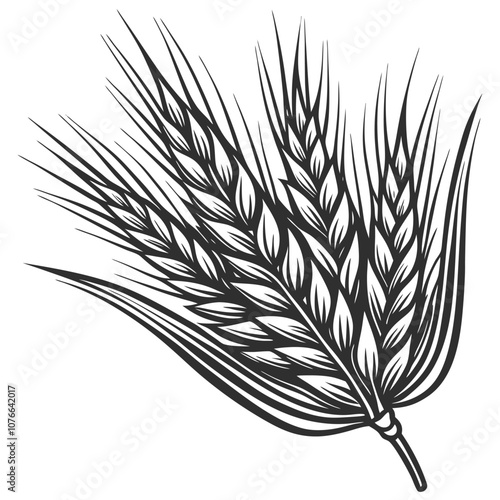 Detailed monochrome illustration presenting ripe wheat stalk with grains ready for beer production, showcasing agricultural theme in vintage style