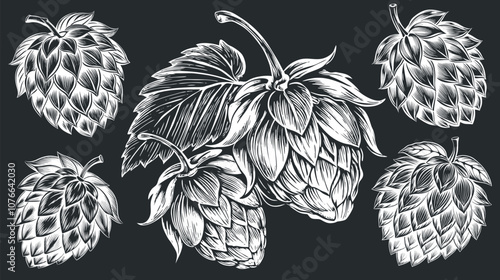 Detailed engraving style illustration showcasing several ripe hop cones, essential for brewing and imparting bitterness and aroma to beer