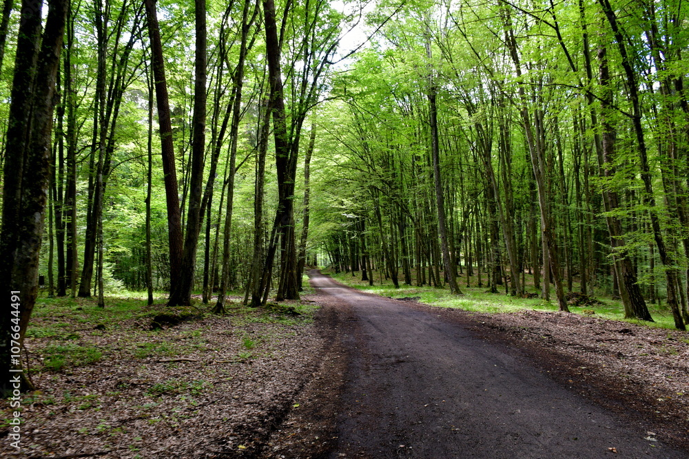 A view of a wooden and dirt path leading through a dense forest or moor full of tall and lush trees, herbs, shrubs, grass, and other types of flora seen on a warm summer day on a Polish countryside A view of a wooden and dirt path leading through a dense forest or moor full of tall and lush trees, herbs, shrubs, grass, and other types of flora seen on a warm summer day on a Polish countryside
