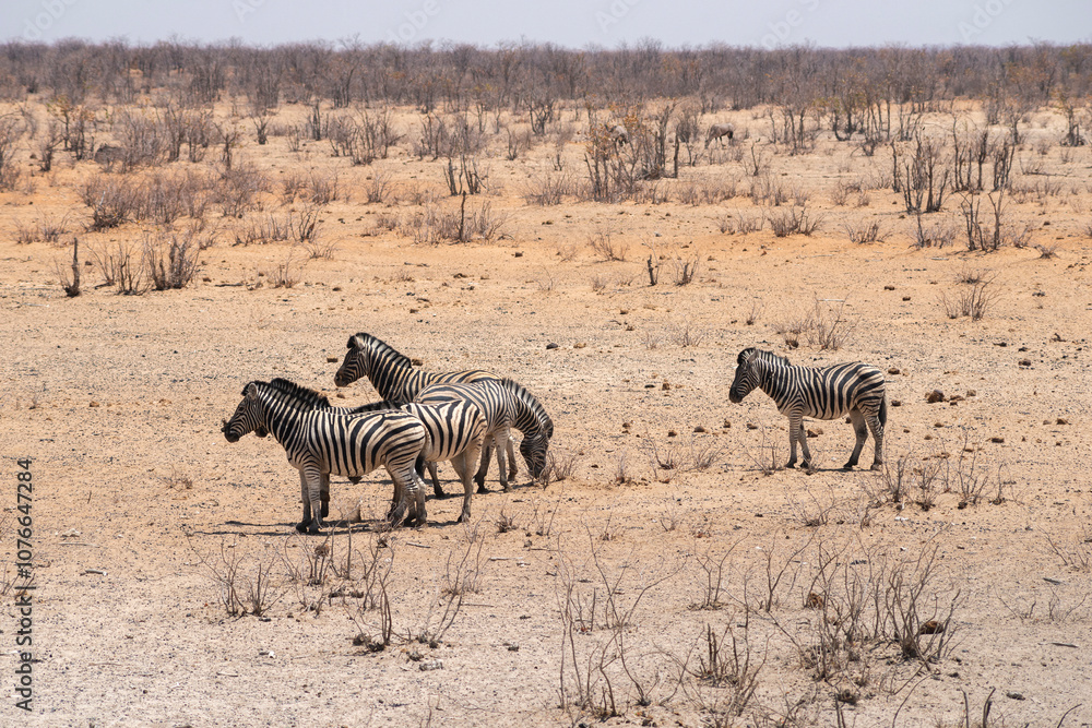 Obraz premium zebras herd in Etosha