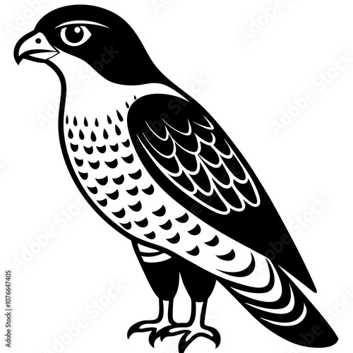 illustration of a sparrowhawk