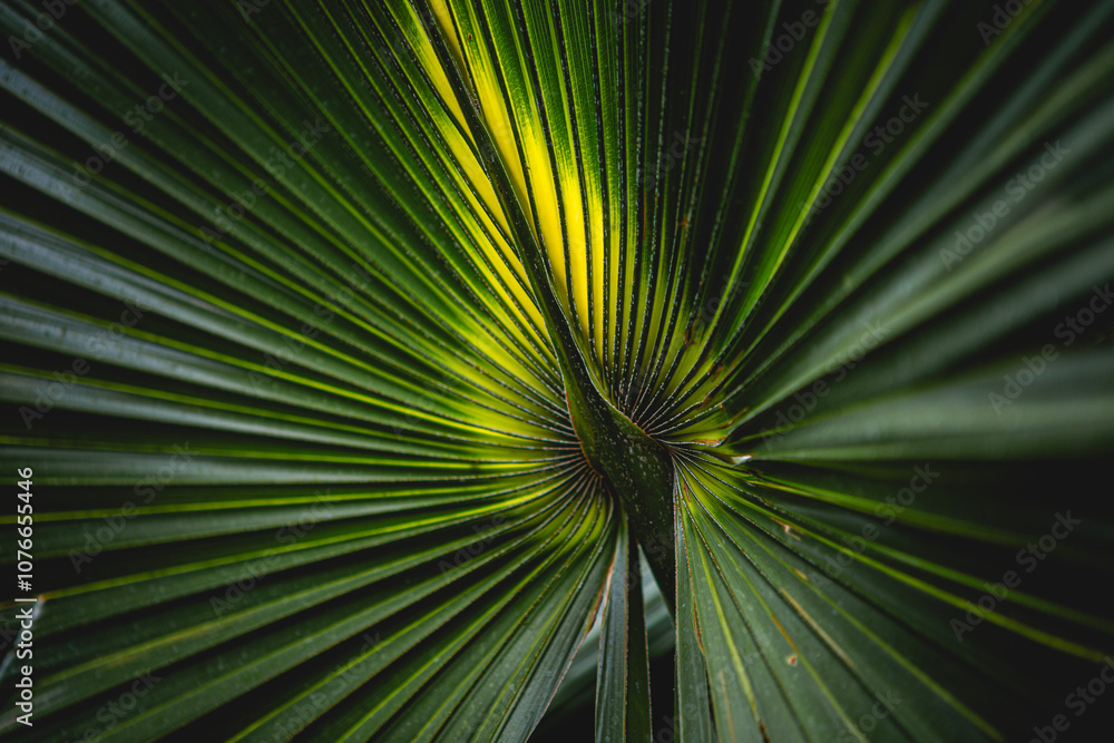 Obraz premium palm leaf background