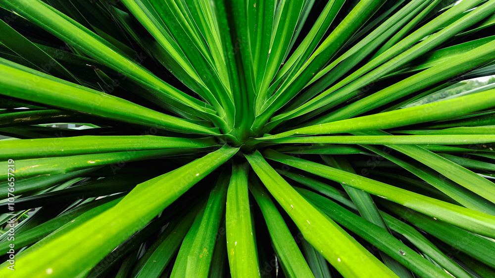 Fototapeta premium palm tree leaves